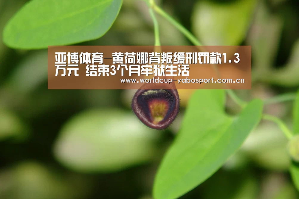 亚博体育-黄荷娜背叛缓刑罚款1.3万元 结束3个月牢狱生活(图2) 亚博体育官网
